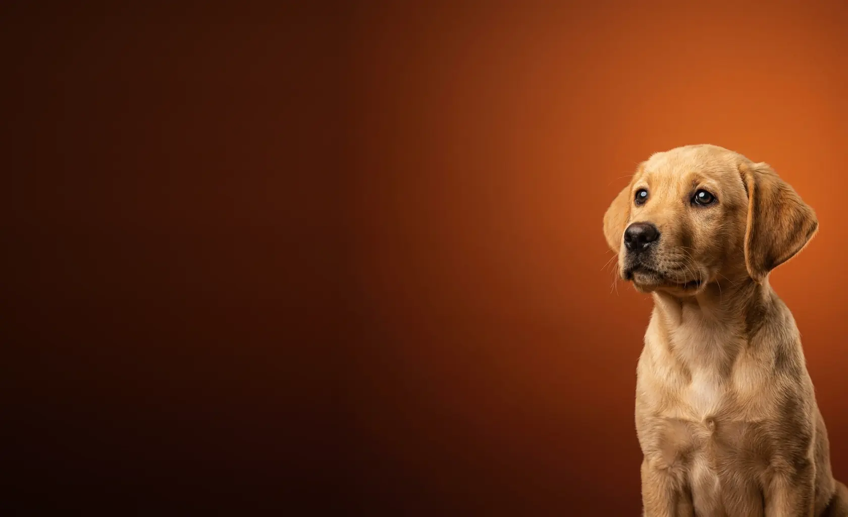 PUPGUAGE